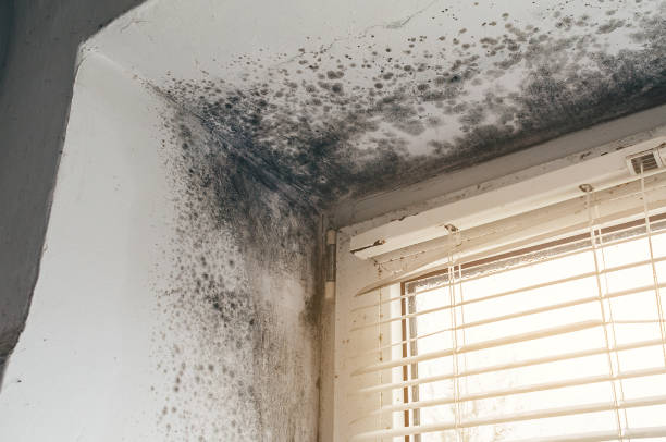 Affordable Mold Remediation solutions in Plainfield, NJ